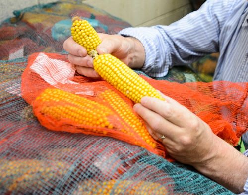 Photo: Edgar Spalding holding corn