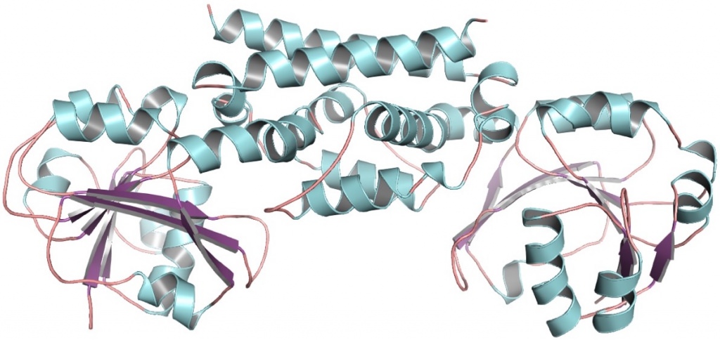 Illustration: PDH enzyme from soybean
