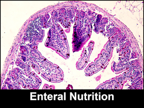 Photo: Enteral nutrition villi