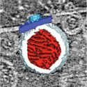 Pictured is a three-dimensional rendering of a virus RNA replication spherule. The mitochondrial outer membrane is in dark blue, the spherule membrane in white, the interior spherule RNA density in red, and the spherule crown aperture in light blue.