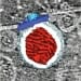 Pictured is a three-dimensional rendering of a virus RNA replication spherule. The mitochondrial outer membrane is in dark blue, the spherule membrane in white, the interior spherule RNA density in red, and the spherule crown aperture in light blue.