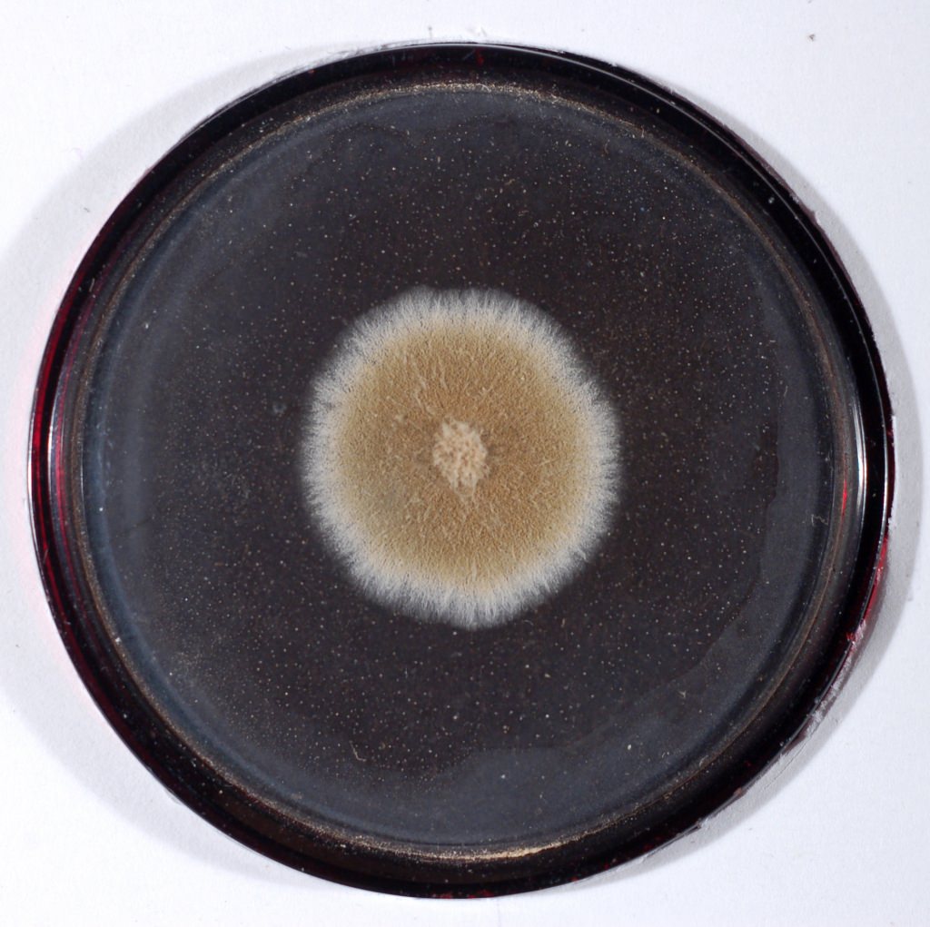 Photo: Plate of penicillim mold