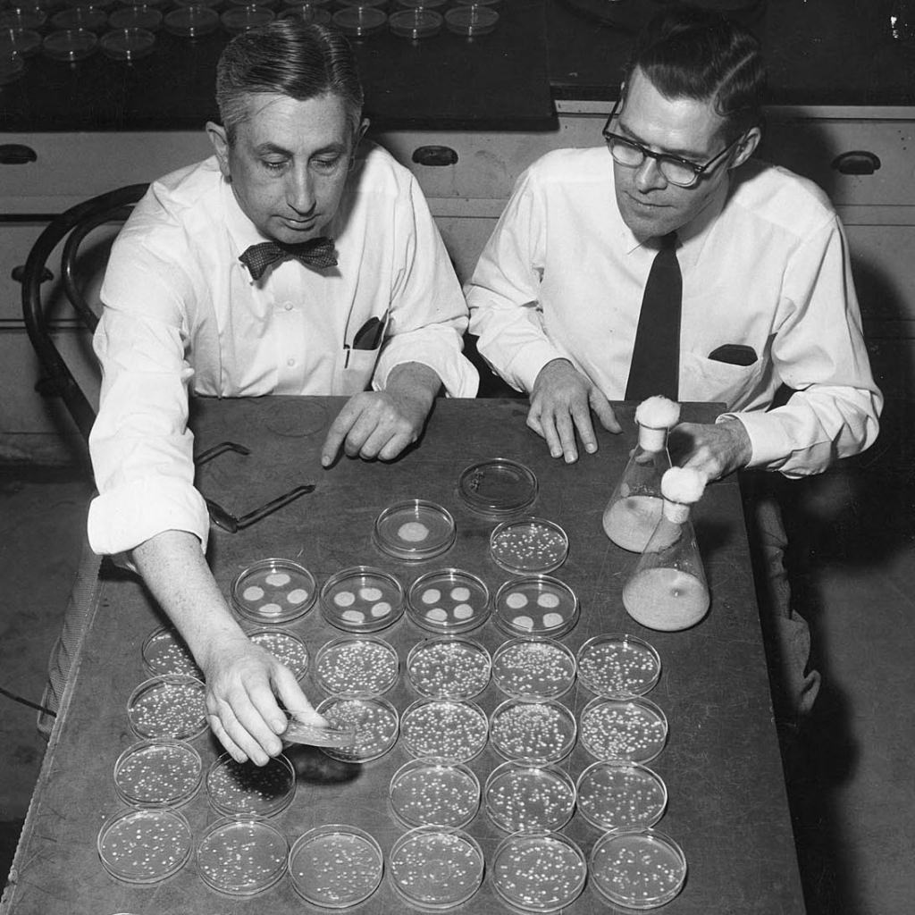 Photo: John Stauffer and Myron Backus studying bacteria in dishes