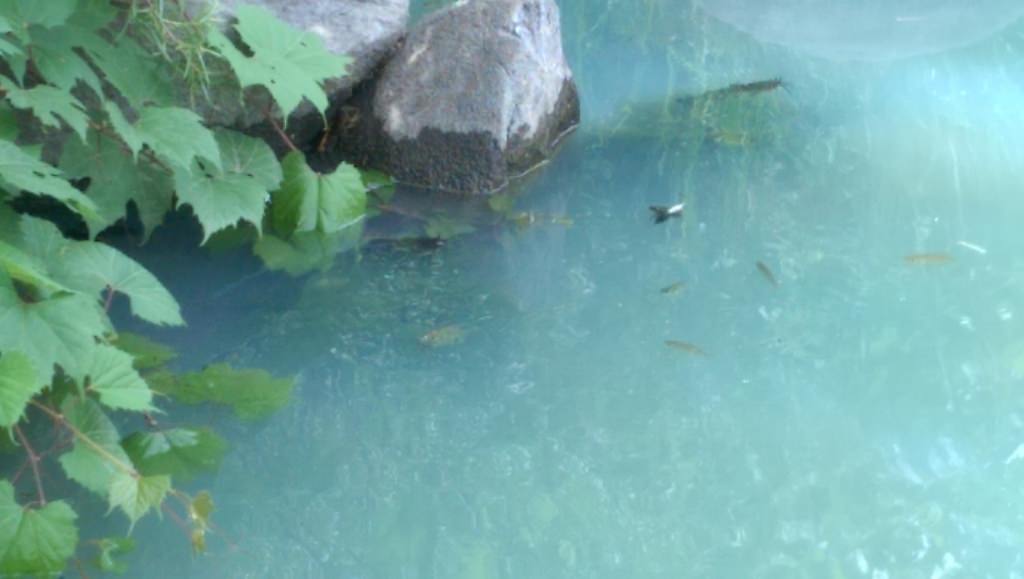 Photo: Fish gulping air in algae bloom