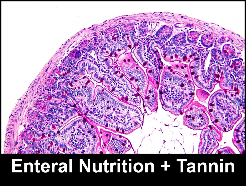 Photo: Enteral nutrition + tannin villi