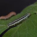 Photo: Two caterpillars on a tomato plant