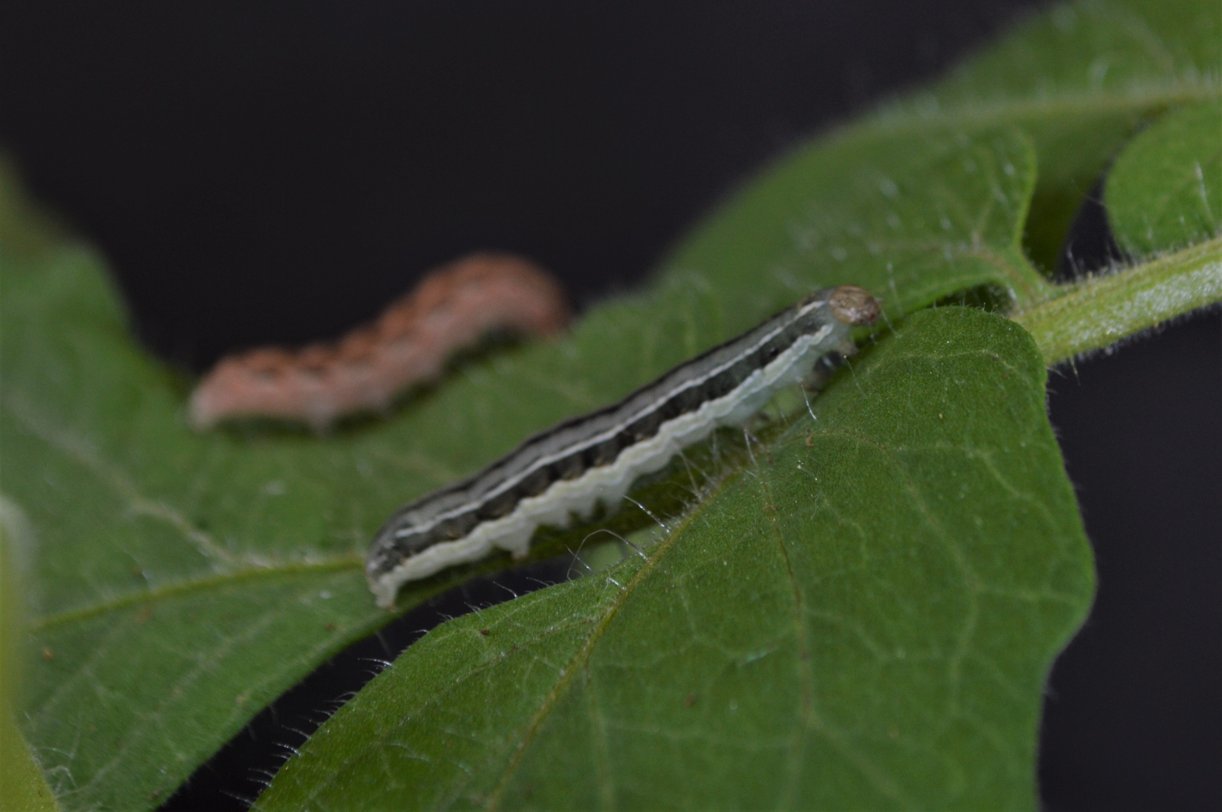 Plants under attack can turn hungry caterpillars into cannibals