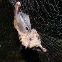 Photo of a forest bat netted in Uganda. The bat hosts a parasite – a large wingless, eyeless fly – that in turn seems to be host for a newfound virus. New work from the University of Wisconsin-Madison is helping unravel the ecological interplay of important pathogens and their hosts. After testing, the bat was released unharmed. (Courtesy Tony Goldberg)