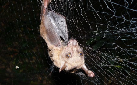 Photo of a forest bat netted in Uganda. The bat hosts a parasite – a large wingless, eyeless fly – that in turn seems to be host for a newfound virus. New work from the University of Wisconsin-Madison is helping unravel the ecological interplay of important pathogens and their hosts. After testing, the bat was released unharmed. (Courtesy Tony Goldberg)