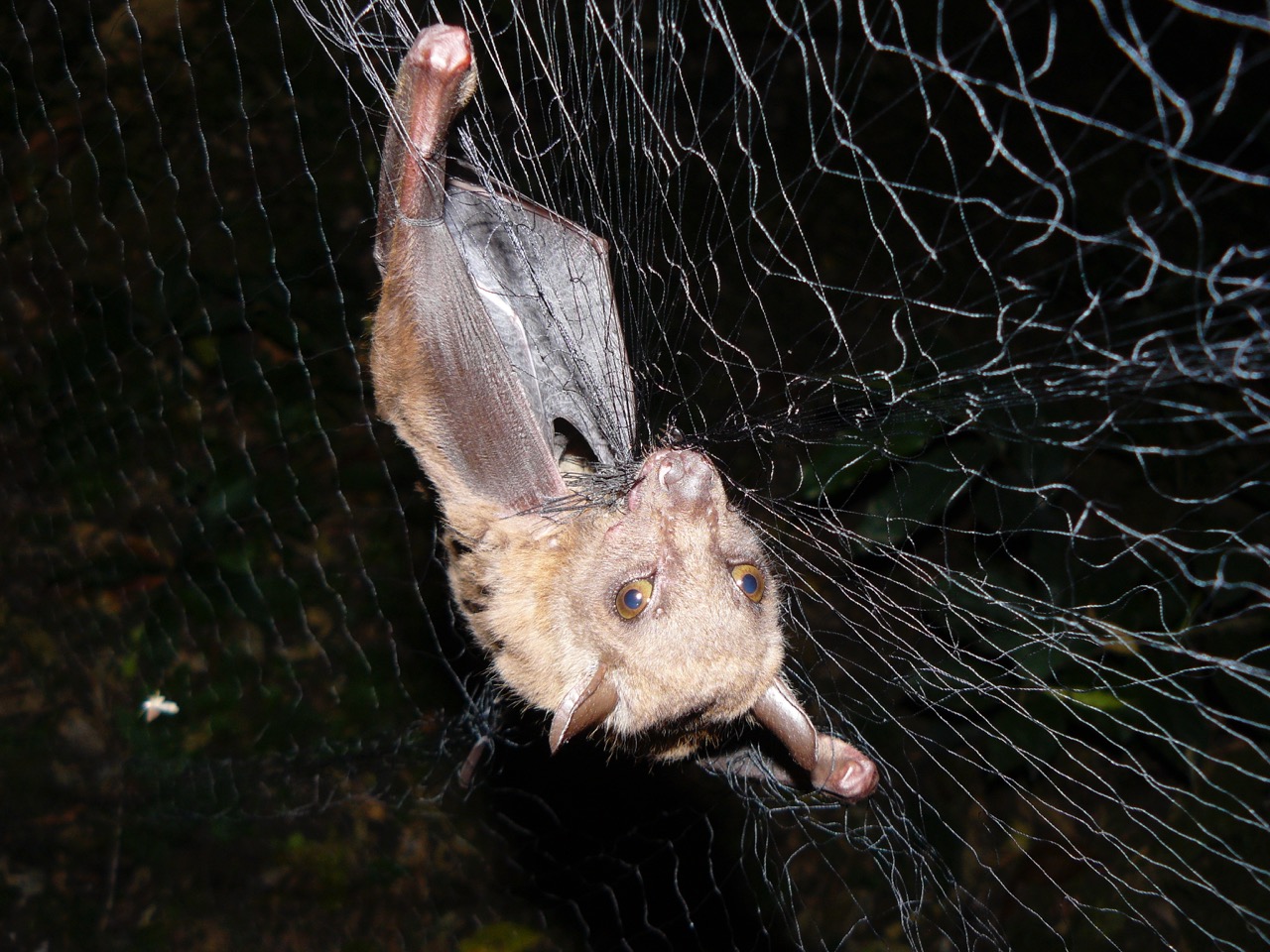 Photo of a forest bat netted in Uganda. The bat hosts a parasite – a large wingless, eyeless fly – that in turn seems to be host for a newfound virus. New work from the University of Wisconsin–Madison is helping unravel the ecological interplay of important pathogens and their hosts. After testing, the bat was released unharmed. (Courtesy Tony Goldberg)