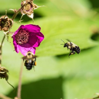 Photo: Group of bumble bees flying around a flower