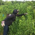 UW–Madison junior Mel Jemiola, a member of Badger Volunteers, clips Canada thistle flowers in the Class of 1918 Marsh to help control the spread of the invasive plant.