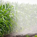 An irrigation system waters corn plants growing in a Wisconsin farm field.