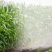 An irrigation system waters corn plants growing in a Wisconsin farm field.