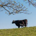 The Lancaster station is studying the effects of grazing cows in woodlands, aiming to develop guidelines to protect trees, shade cows and reduce the environmental impact of farming.
