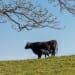 The Lancaster station is studying the effects of grazing cows in woodlands, aiming to develop guidelines to protect trees, shade cows and reduce the environmental impact of farming.
