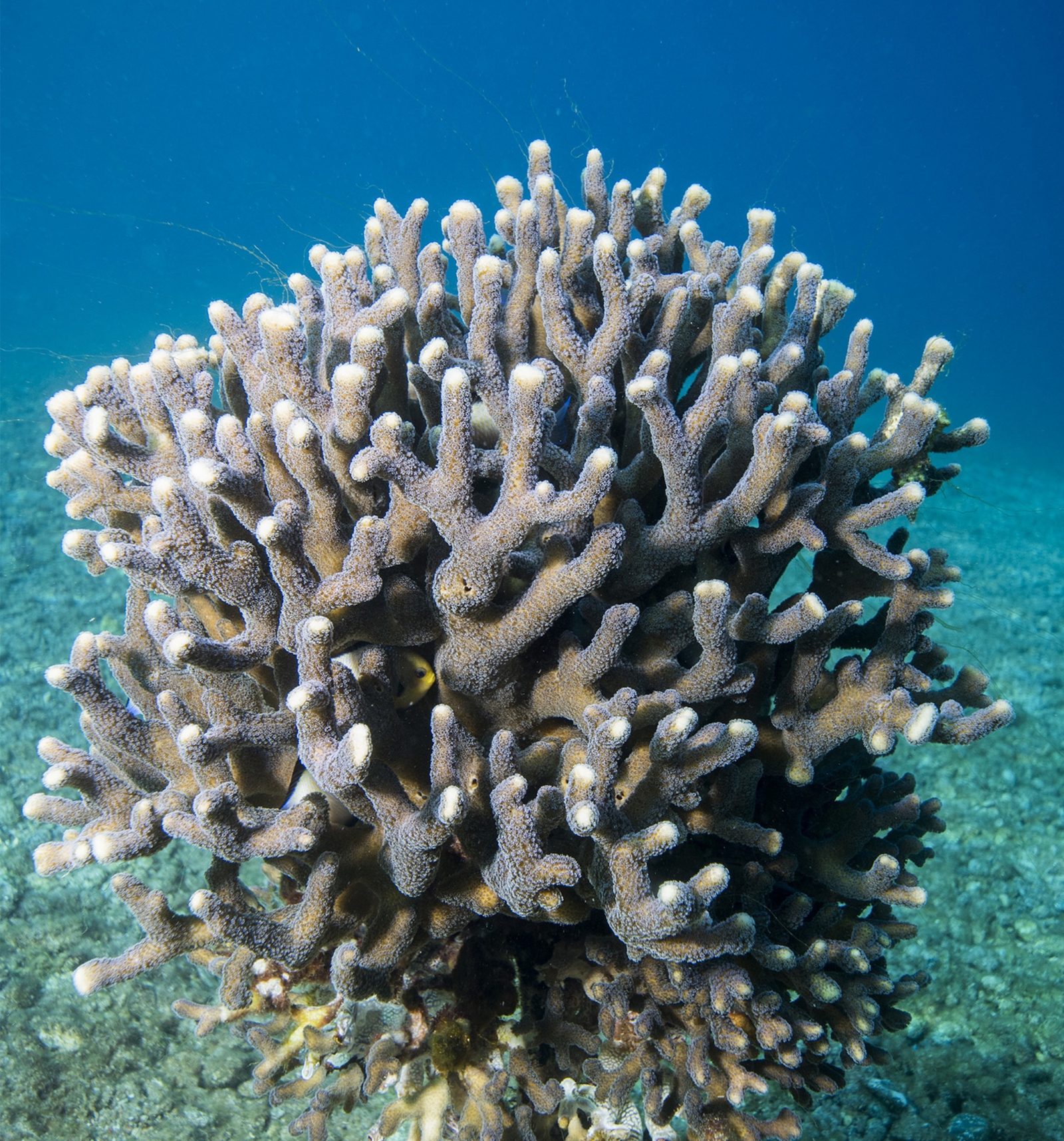 Скелет коралла. Кораллы. Герматипные кораллы. Скелет кораллов. Куррал.