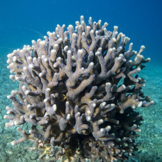A Stylophora pistillata coral photographed in the Red Sea in 2017. If more corals form their skeletons via attachment of amorphous particles as this Stylophora pistillata coral, they may resist ocean acidification. 