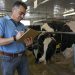 Photo: Victor Cabrera taking notes while standing next to a dairy cow in a barn