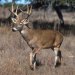 Photo: White-tailed deer buck