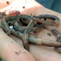 Photo: Handful of jumping worms