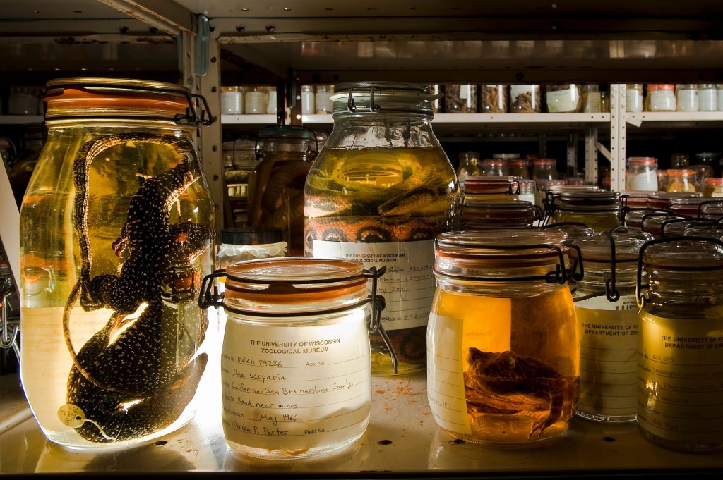 Photo: Reptile specimens in jars