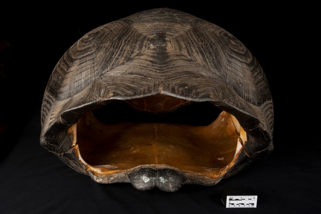 Photo: shell of a Galápagos tortoise