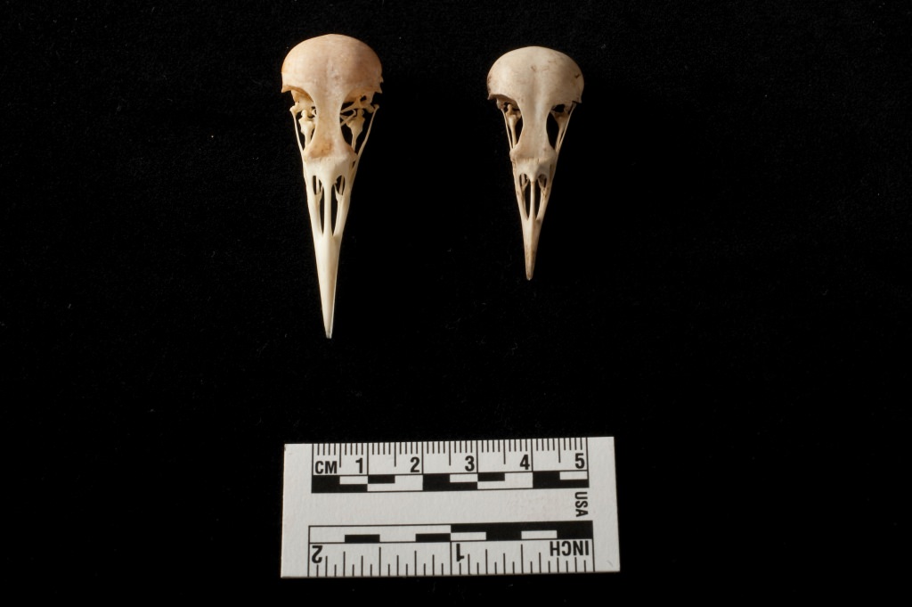 Photo: Mockingbird skulls