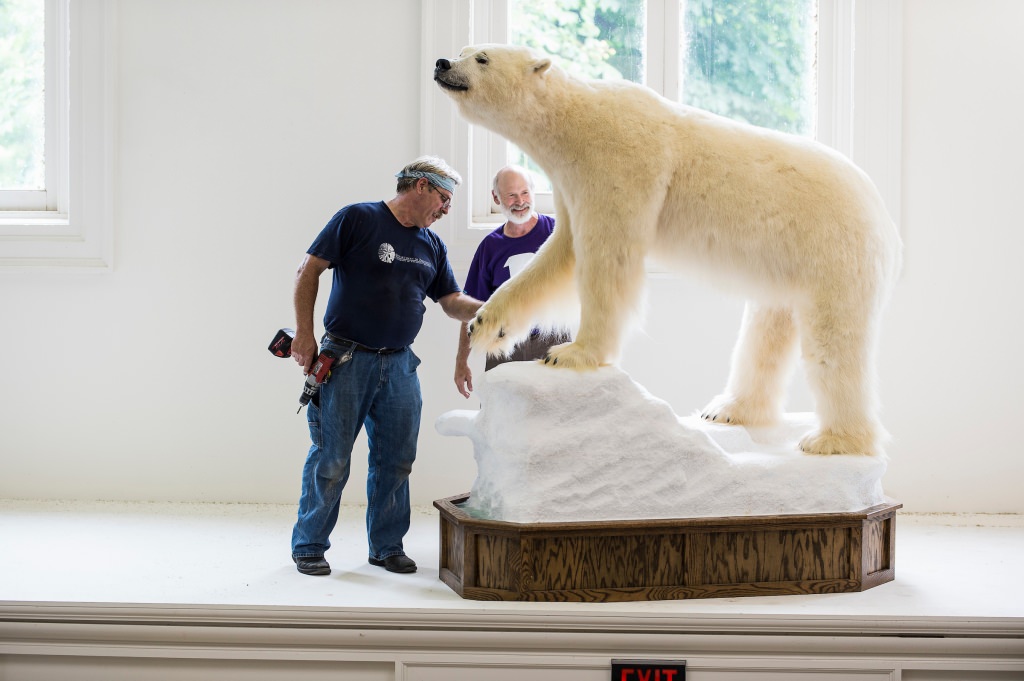 Photo: Workers installing stuffed polar bear above Birge Hall lobby