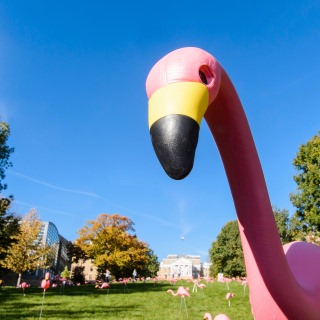 Hundreds of plastic pink flamingos adorn Bascom Hill at the University of Wisconsin-Madison as part of the annual "Fill the Hill" event on Oct. 20, 2017. The event, which is part of the UW's "All Ways Forward" campaign, places a pink flamingo on Bascom Hill for each donation received that day.(Photo by Bryce Richter / UW-Madison)
