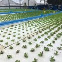The other part of the Montello-based walleye aquaponics equation is racks of lettuce, fed by water enriched with the nutrients in fish waste.
