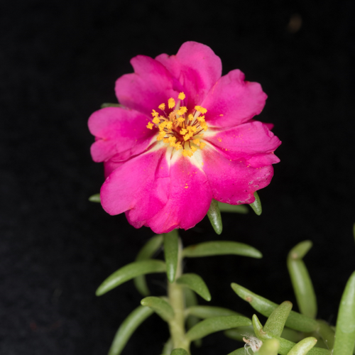 Photo: Portulaca grandiflora rose moss
