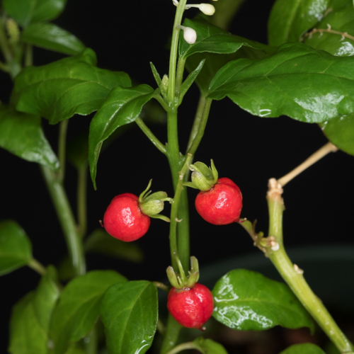 Photo: Rivina humulis pigeonberry