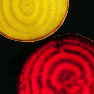 Slices of different colored beets show the presence of betalains, a class of yellow and red pigments unique to the wider beet family, the Caryophyllales. 