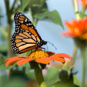 Photo: Monarch butterfly