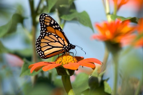 Photo: Monarch butterfly