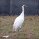 Still from video: Whooping crane walking outdoors