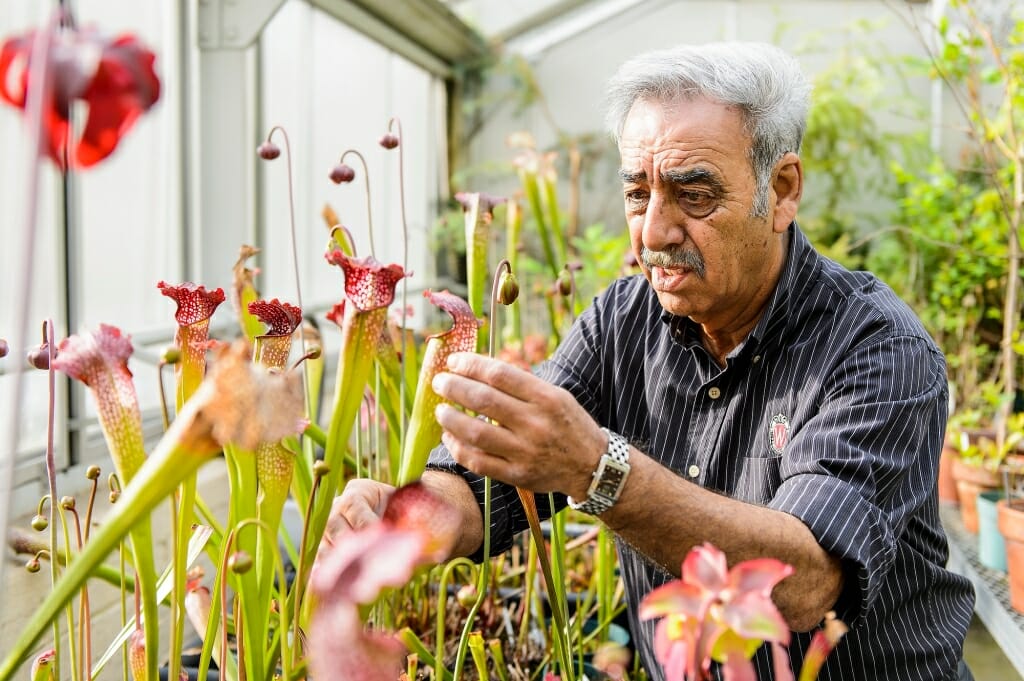 Photo: Mo Fayyaz tending to flowers in greenhouse