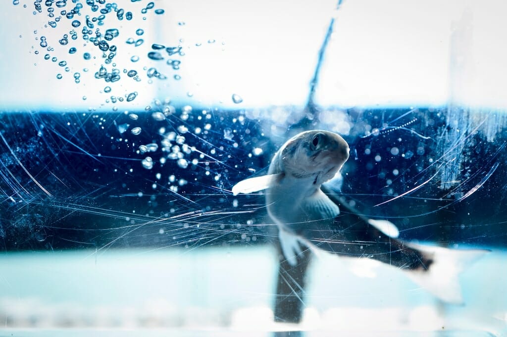 Photo: Salmon swimming in fish tank