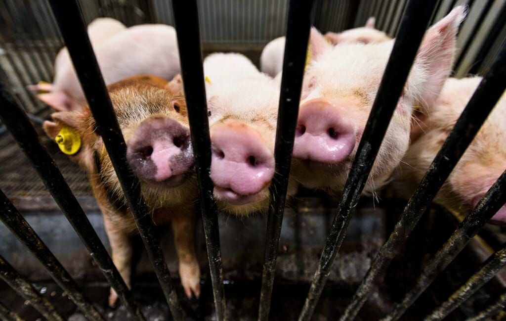 Photo: Three pigs pushing their noses against gate on pen