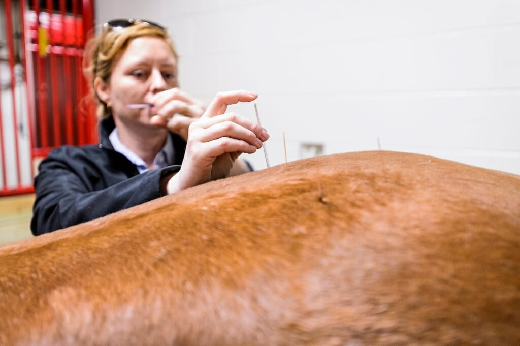 Photo: Veterinarian sticking acupuncture needles into horse