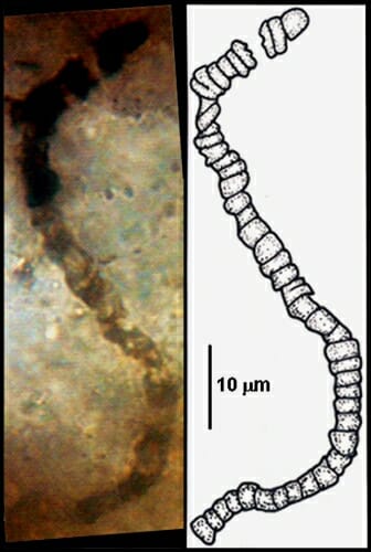Photo: Photo and diagram of biological microfossil