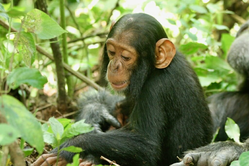 Photo: Chimp Betty in the jungle