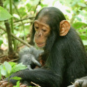 Photo: Chimp Betty in the jungle
