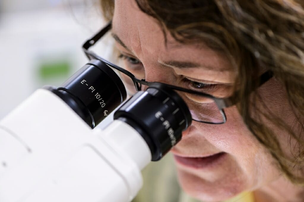 Photo of researcher Kathy Krentz using a microscope and micro-needle to inject DNA into an embryo at the UW–Madison Biotechnology Center.