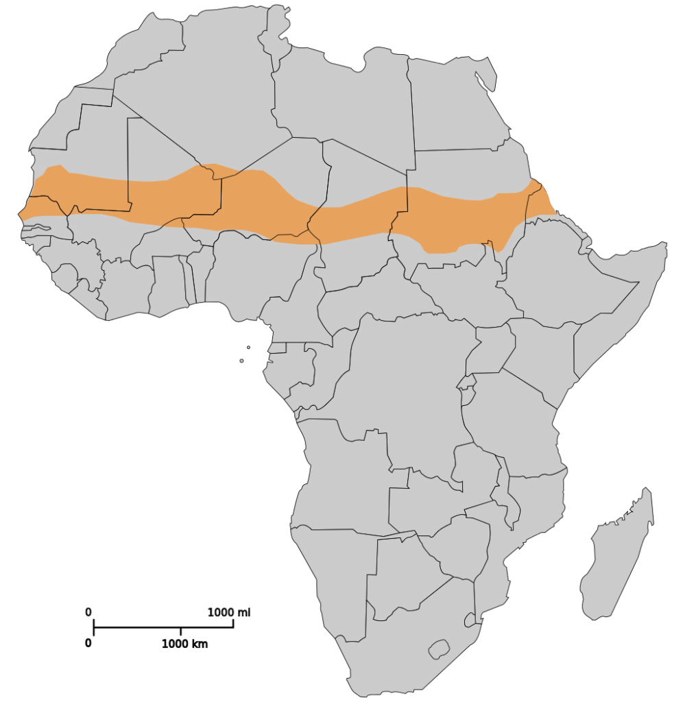 Increased vegetation boosts rainfall in the Sahel, researchers find