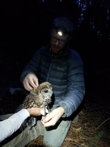 Photo: Gavin Jones with light on his hat at night holding spotted owl