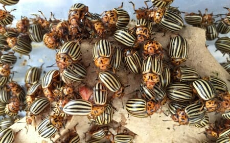 Photo: Swarm of Colorado potato beetles