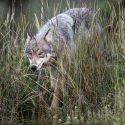 Photo: A wolf in tall grass