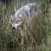 Photo: A wolf in tall grass